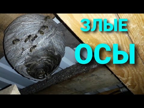 Видео: Как уничтожить осиное гнездо за 5 секунд.