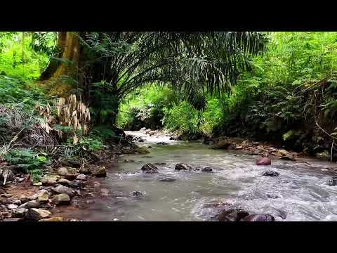 Видео: Шум речной воды и пение птиц, от которых плавится мозг