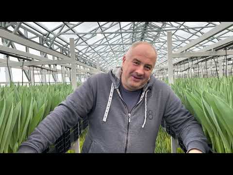 Видео: Тюльпаны - это любовь. Николай Дударов. Моя история.