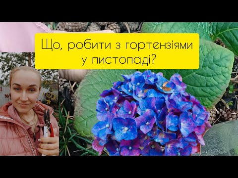 Видео: Що, робити з гортензіями у листопаді, обов'язково?