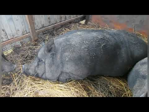 Видео: Вьетнамские свиньи . Почему именно они ? Плюсы минусы доход с вьетнамских свиней