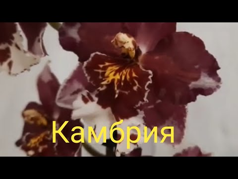 Видео: Пересадка камбрии🌿#Грунт для камбрии!