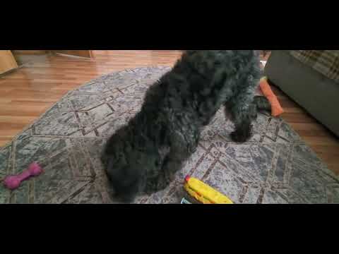 Видео: 47. Обычное утро.