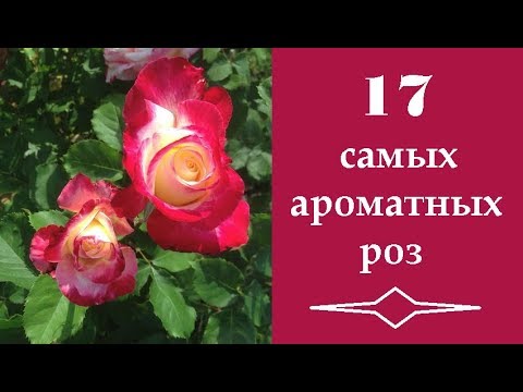 Видео: ❀ 17 самых ароматных роз | 17 most fragrant roses | 17 duftendste Rosen