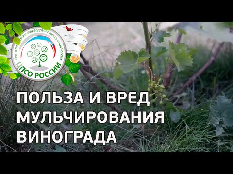 Видео: Мульчировании винограда. Мульчировать или не мульчировать виноград.
