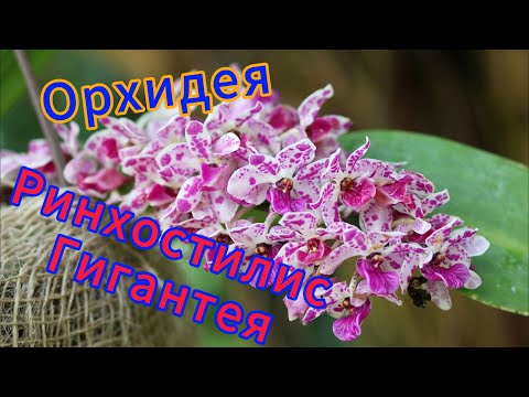 Видео: Орхидея Ринхостилис Гигантея - новый жилец в теплом доме.