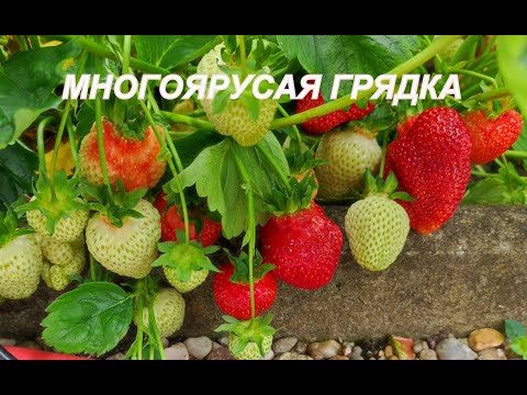 Видео: МНОГОЯРУСНАЯ ГРЯДКА ДЛЯ КЛУБНИКИ