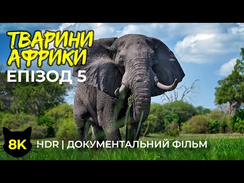 Видео: Дика природа Африки - #5 | 8K HDR Фільм про тварин дельти річки Окаванго та солончака Нксаі Пан