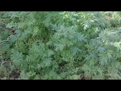 Видео: КАК ПРОДЛИТЬ ЛЕТО ДЛЯ КУР.