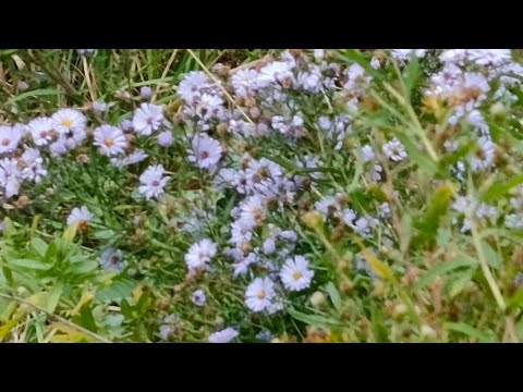 Видео: Астра альпийская