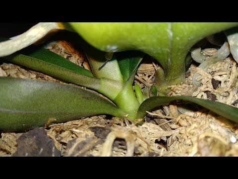 Видео: НАЧНИТЕ ЭТОТ УХОД ОРХИДЕИ ! РЕАНИМАЦИЯ ОРХИДЕИ БЕЗ КОРНЕЙ И ЛИСТЬЕВ ! ЧЕМ ПОЛИВАТЬ ФАЛЕНОПСИС !