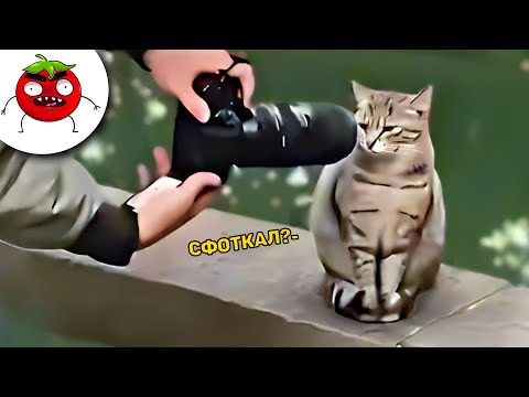 Видео: ЗАСМЕЯЛСЯ ПОДПИСАЛСЯ | Тест на Психику Челендж | ЛУЧШИЕ ПРИКОЛЫ 2024 года | УГАР #72