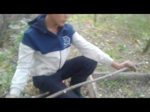 Видео: Классная ловушка для ловли ФАЗАНА 100% 3-ЭТАП