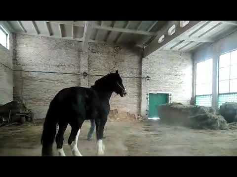 Видео: жеребец Шайр 4 года, производитель. рост 190