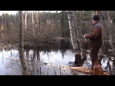 Видео: Охота на бобра с луком в Финляндии