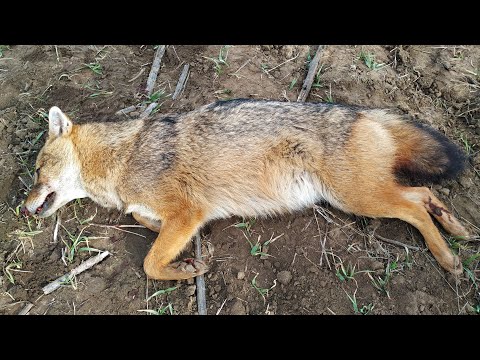 Видео: Відстріл шакала.18 02 24 р