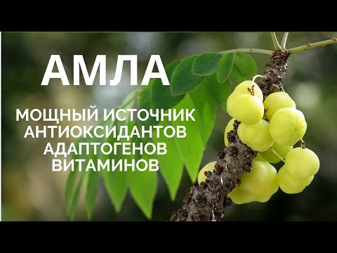 Видео: Амла - мощный источник  антиоксидантов, адаптогенов и витаминнов