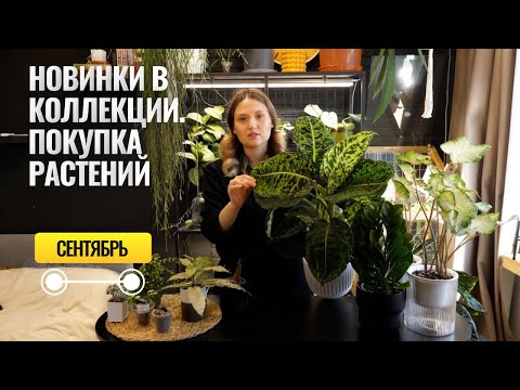 Видео: Покупки растений в сентябре. Диффенбахия рефлектор, фикусы и каудексные.