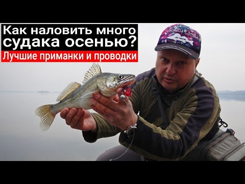 Видео: Как поймать много судака осенью? Лучшие проводки и приманки. Раскрываем секреты. Arion 832 LS