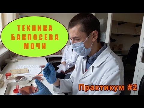 Видео: Бактериологическое исследование мочи (бакпосев). Практикум #2