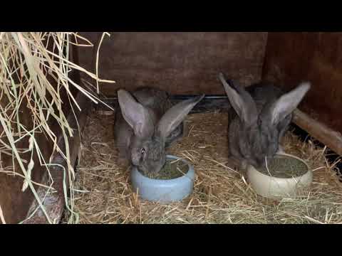 Видео: Как кормить кроликов.