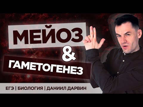 Видео: Мейоз | ЕГЭ Биология | Даниил Дарвин