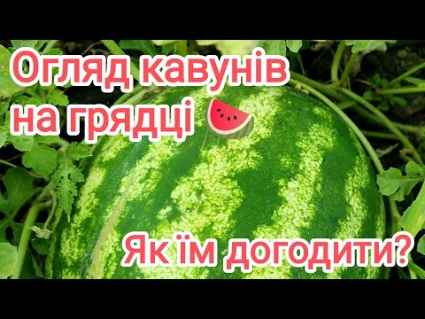 Видео: Кавуни з розсади на Полтавщині. 22 липня.