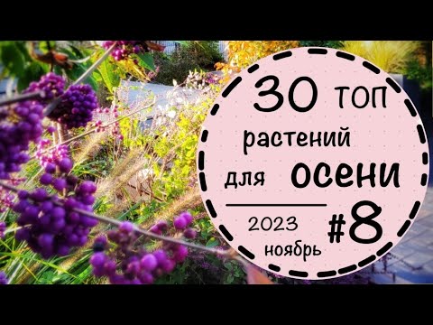 Видео: ☘️Прогулка по саду - 8 ☘️ Названия растений на латыни, русском и немецком🍀 Невероятный ноябрь 2023