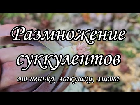 Видео: Как размножить суккуленты листом, срезом макушки, с пенька