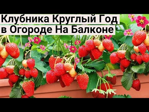 Видео: Жалею, Что Раньше не Знала Про ЭТИ СОРТА КЛУБНИКИ! Теперь Клубника на Подоконнике Круглый Год!