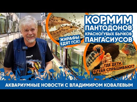 Видео: Аквариумные новости с Владимиром Ковалевым (11.11.2023). БОЛЬШАЯ КОРМЁЖКА!