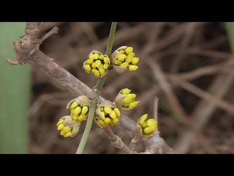 Видео: Кизил. Посадили саженец, а он "сидит". Не спешите расстраиваться!