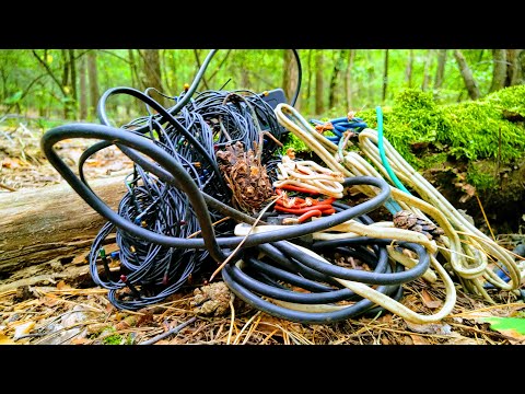 Видео: Сколько меди можно найти  во время металлопоиска в лесу