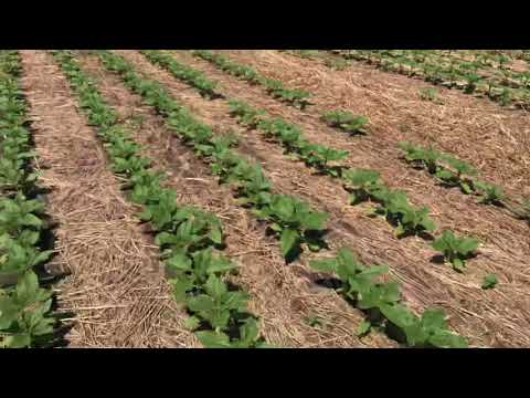 Видео: Бинарный посев донник + подсолнечник ПРОВАЛЕН