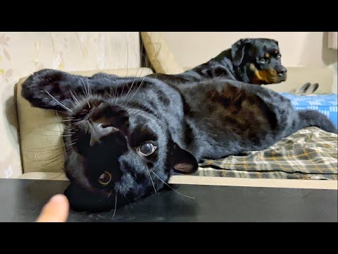 Видео: Домашняя пантера Луна 🏠/ Когда на улице холодно🥶