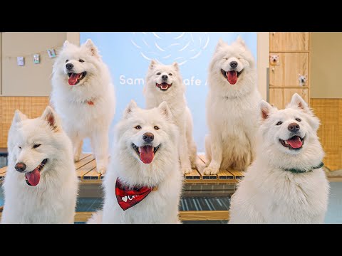 Видео: Посещение японского кафе самоедов в Киото | Samoyed Cafe AL KYOTO KAWARAMACHI