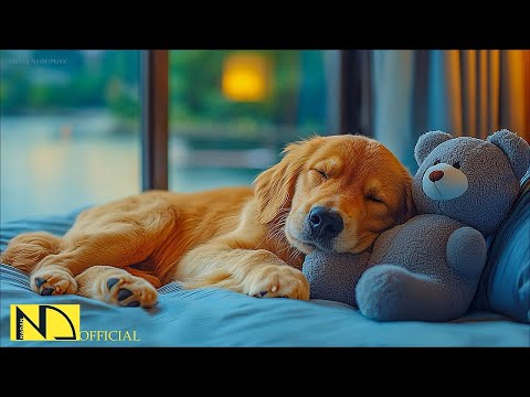 Видео: Успокаивающая музыка для собак, для сна и снятия беспокойства 🐶🎶 Без рекламы | Расслабляющая музык