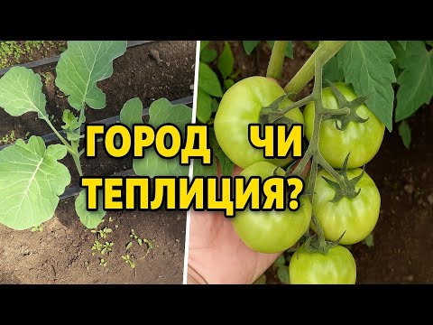 Видео: Помідора,Броколі.Теплиця та горород.