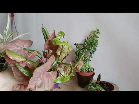 Видео: Небольшой обзор моих растений #комнатныецветы #цветы #цветыдлядома #обзор