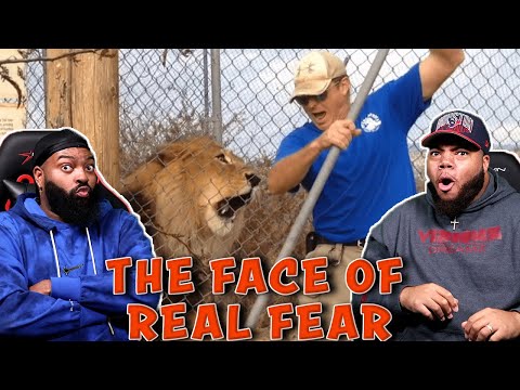 Видео: INTHECLUTCH РЕАКЦИЯ НА ЗАБАВНЫЕ ВСТРЕЧИ С СТРАШНЫМИ ЖИВОТНЫМИ