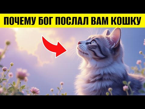 Видео: БОГ ПОСЛАЛ ВАМ КОШКУ НЕ СЛУЧАЙНО… Вот почему она появилась в вашей жизни #кошки #котики #кот