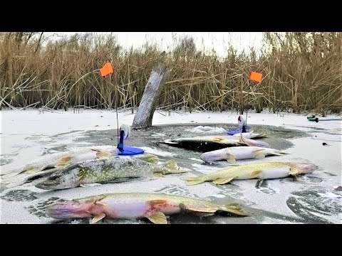 Видео: ТОННЫ РЫБЫ В ПЕНЬКАХ !!!! ПЕРВЫЙ ЛЁД и ЖОР !!! Зимняя рыбалка на щуку жерлицами