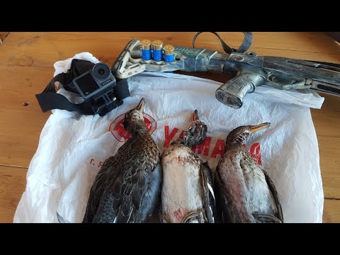 Видео: Осень 2025