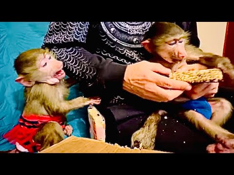Видео: Маня устроила скандал и СТАЛА ДРАТЬСЯ со Степашкой за вкусняшку!