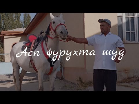 Видео: Асп фурухта шуд!!!🤝🤝🤝🤝🤝