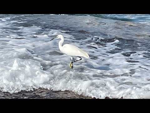 Видео: 3❗️Отель Asia Beach Resort 5* обзор номера, бар на пляже, морская цапля, катаемся на горках  восторг
