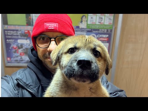 Видео: Голодный щенок из подъезда. Выбросили как игрушку.