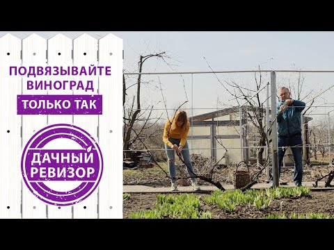 Видео: Дачный ревизор. Подвязка винограда от профессионала (так ли просто, как кажется?)