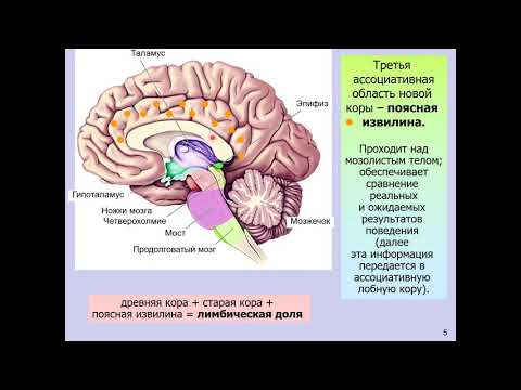 Видео: Дубынин В. А. - Мозг: как он устроен и работает - 8. Мышление и принятие решений