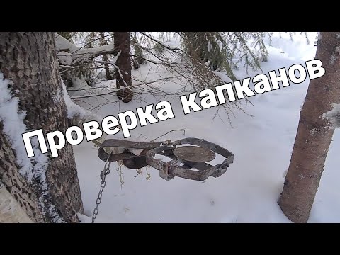 Видео: Охота на #СОБОЛЯ Крайняя проверка этого года. УДАЧА
